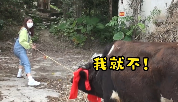 广东女生点14万外卖，奖品是一头奶牛，本人的反应太搞笑了